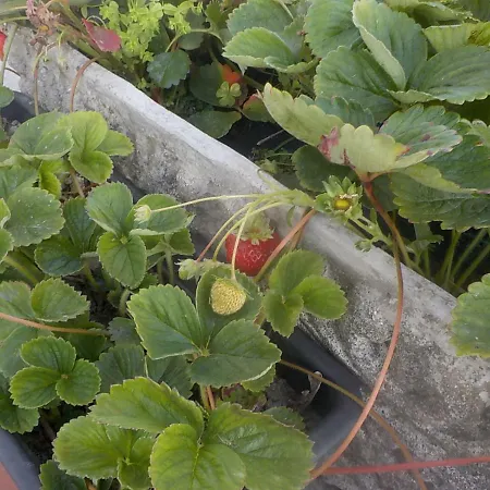 Okira House Aguda (Porto)