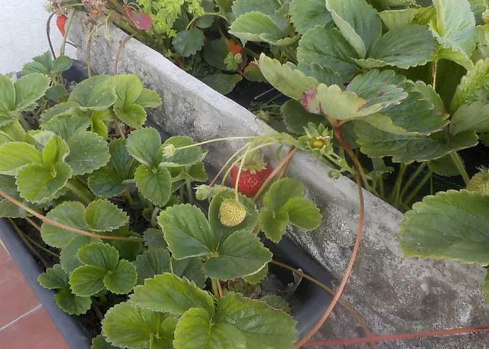 Okira House Aguda (Porto)